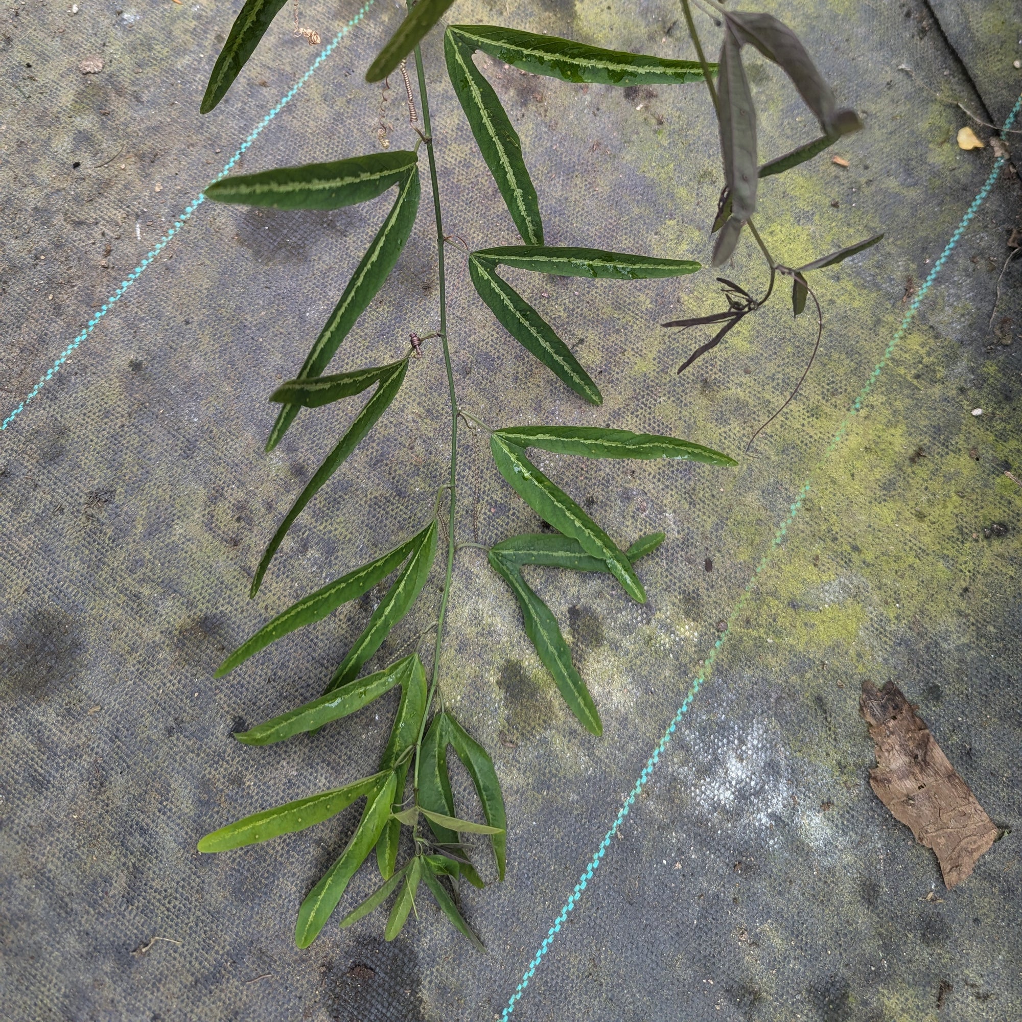 Passiflora ornithoura 4" pot