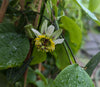 Passiflora transversa 4" pot