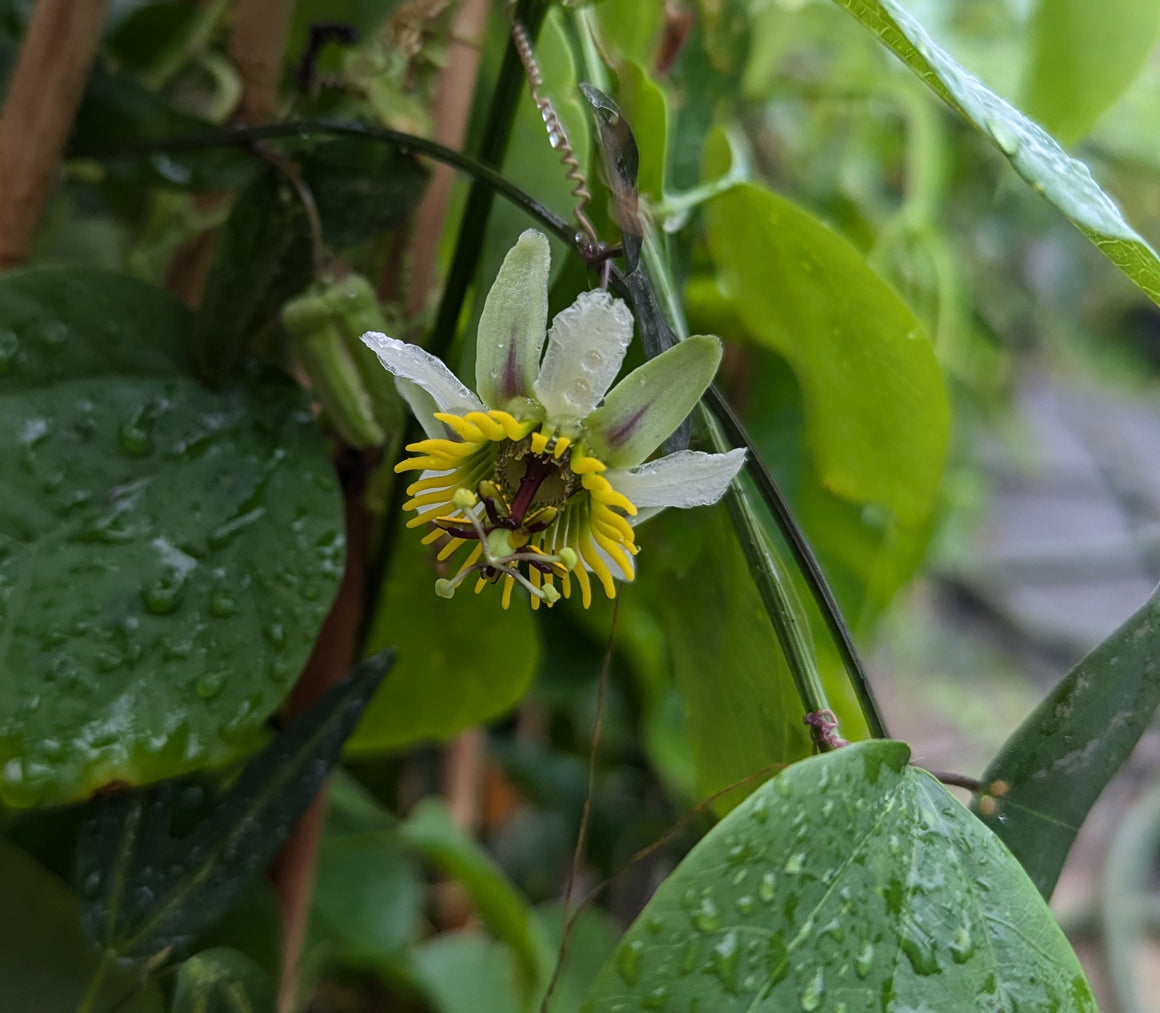 Passiflora transversa 4" pot