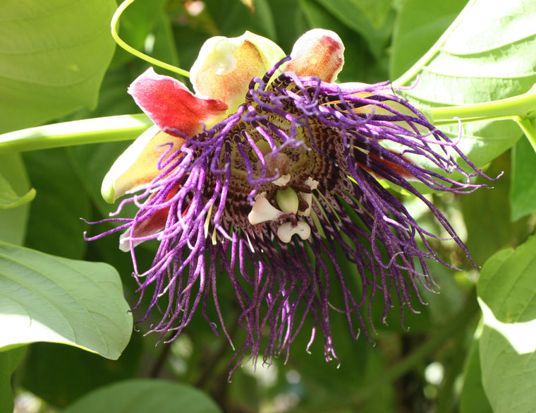 Passiflora quadrangularis 4" pot