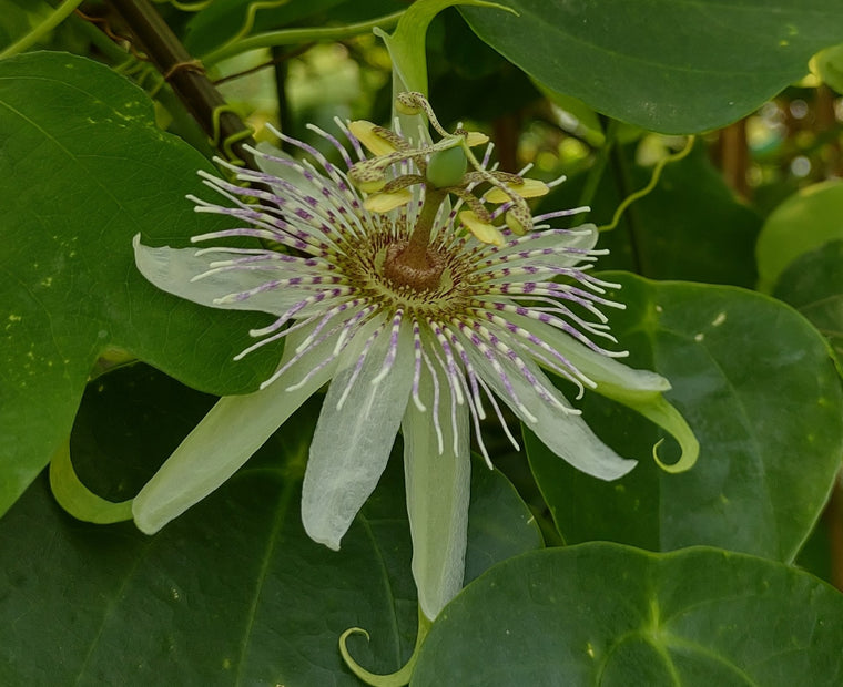 Passiflora resticulata 4" pot