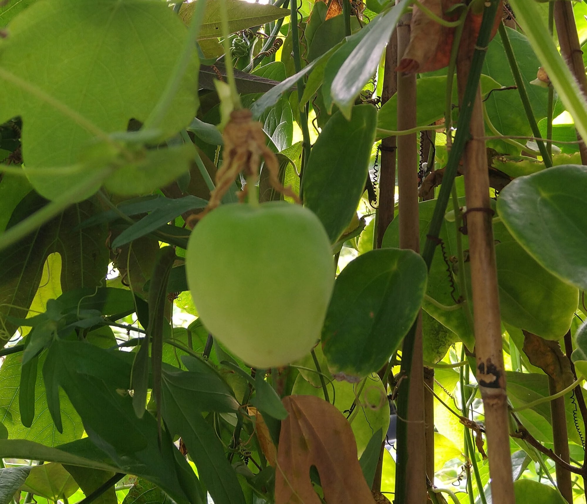 Passiflora resticulata 4" pot