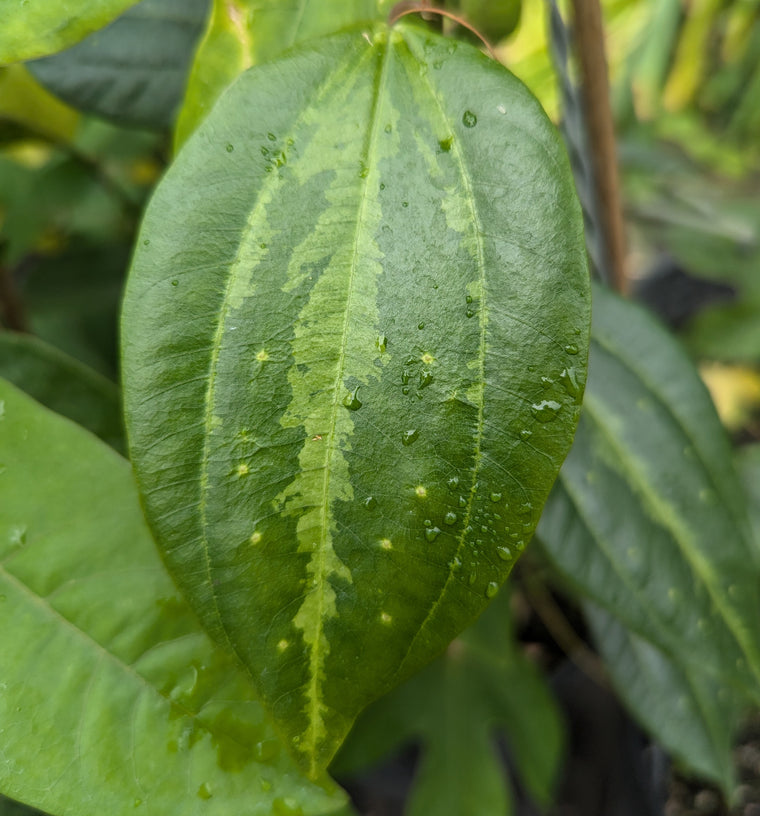 Passiflora smilacifolia 4" pot