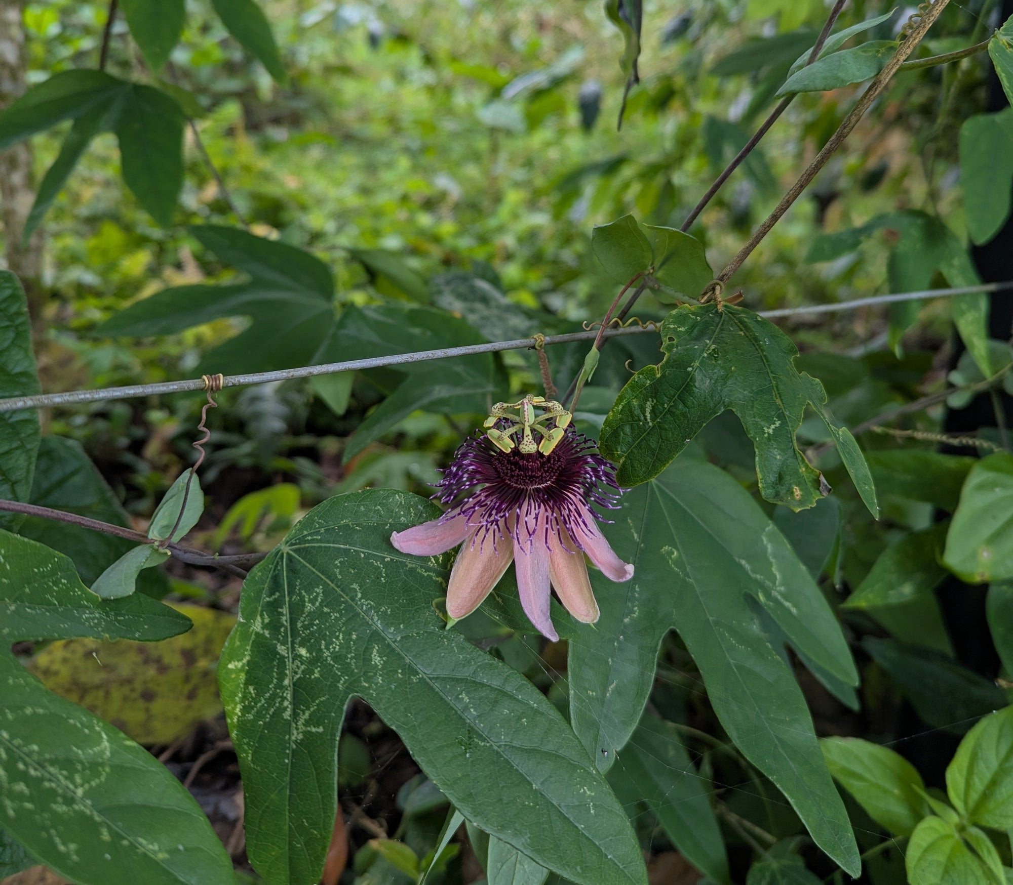 Passiflora smithii 4" pot