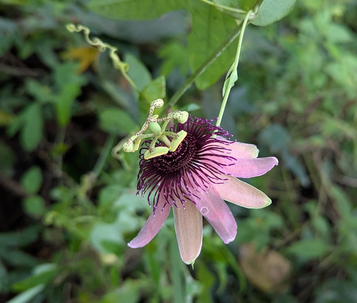 Passiflora smithii 4" pot