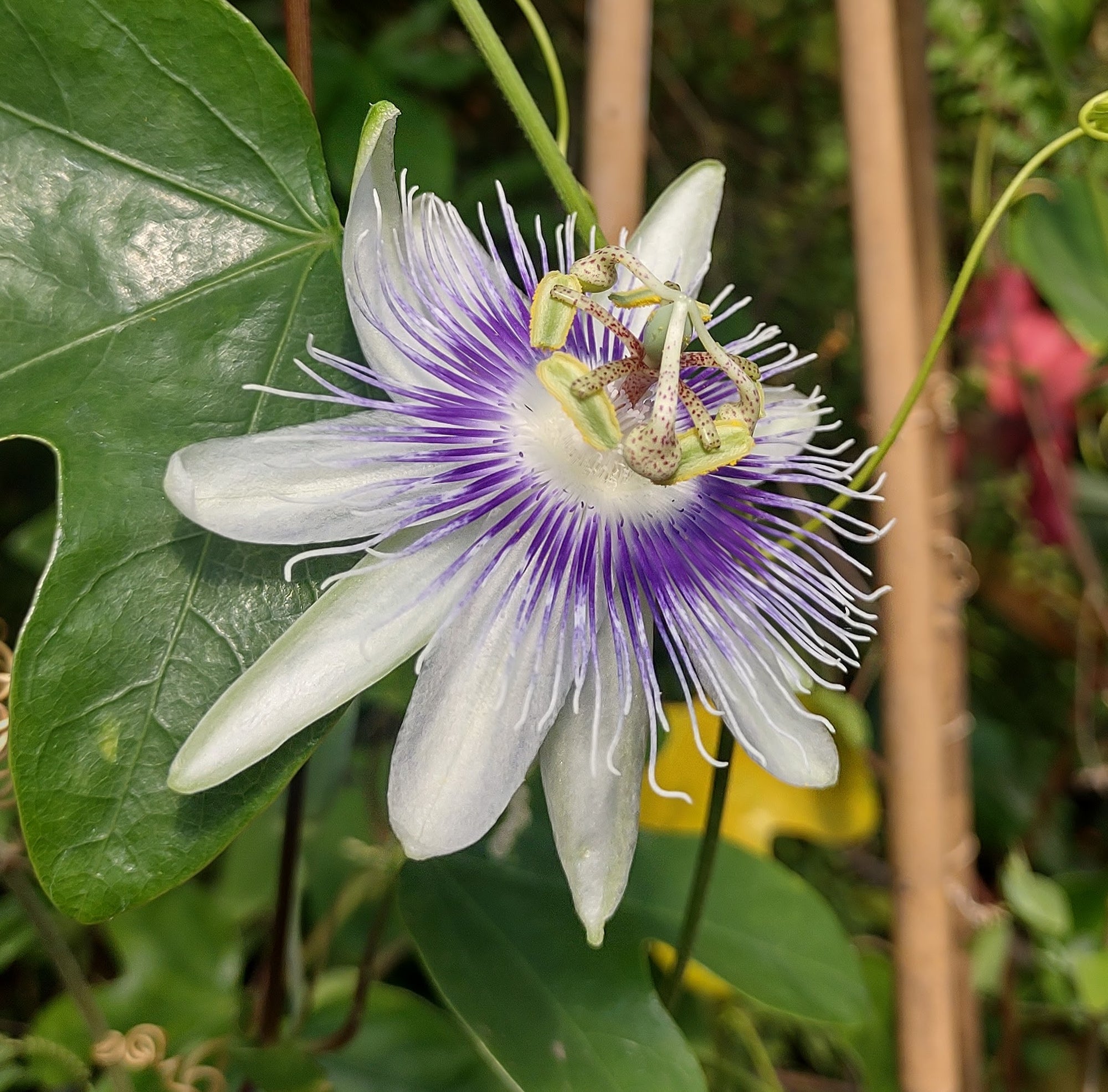 Passiflora stipulata (cyanea) 4" pot