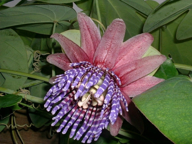 passion flower potted plant Passiflora triloba 4" pot
