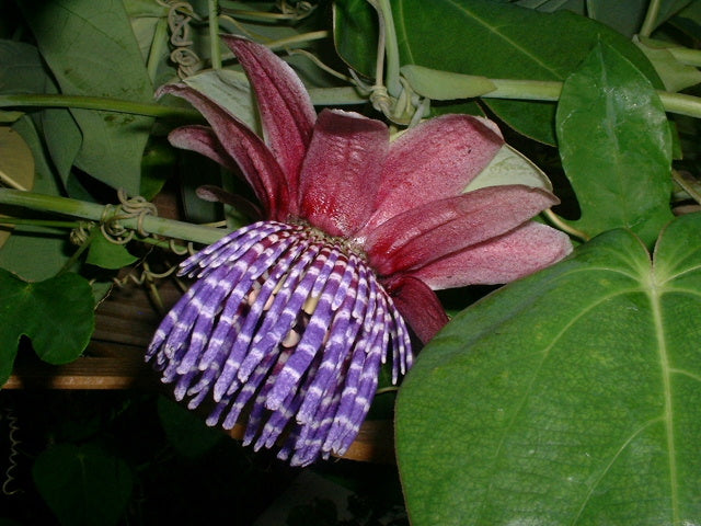 Passiflora triloba 4" pot