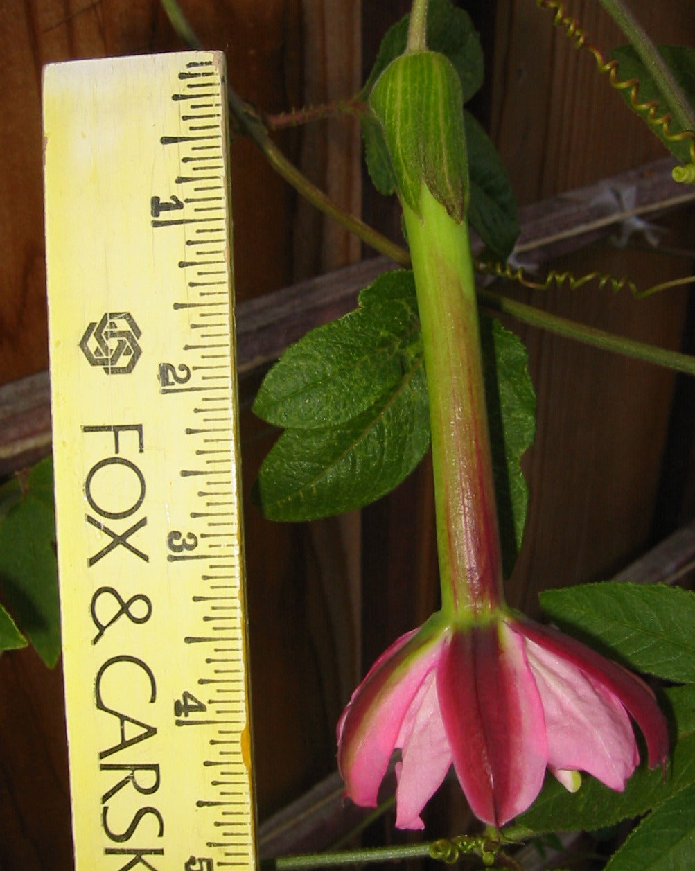 Passiflora tripartita var. mollissima 4" pot