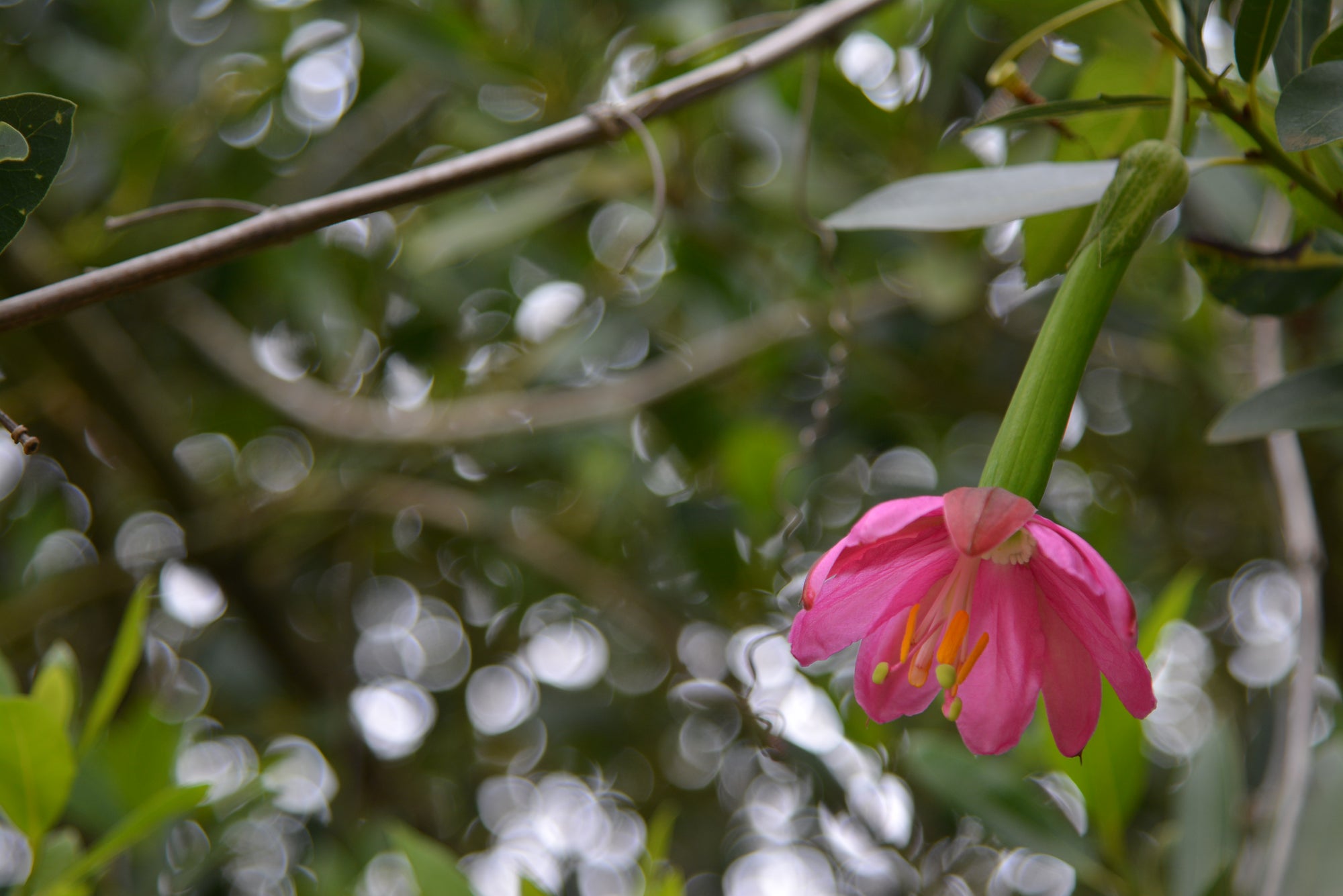 Passiflora tripartita var. mollissima 4" pot