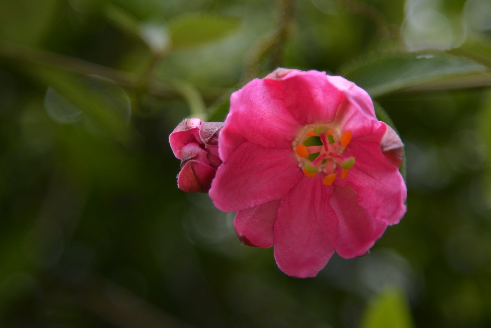 Passiflora tripartita var. mollissima 4" pot