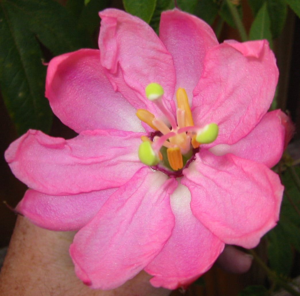 Passiflora tripartita var. mollissima 4" pot