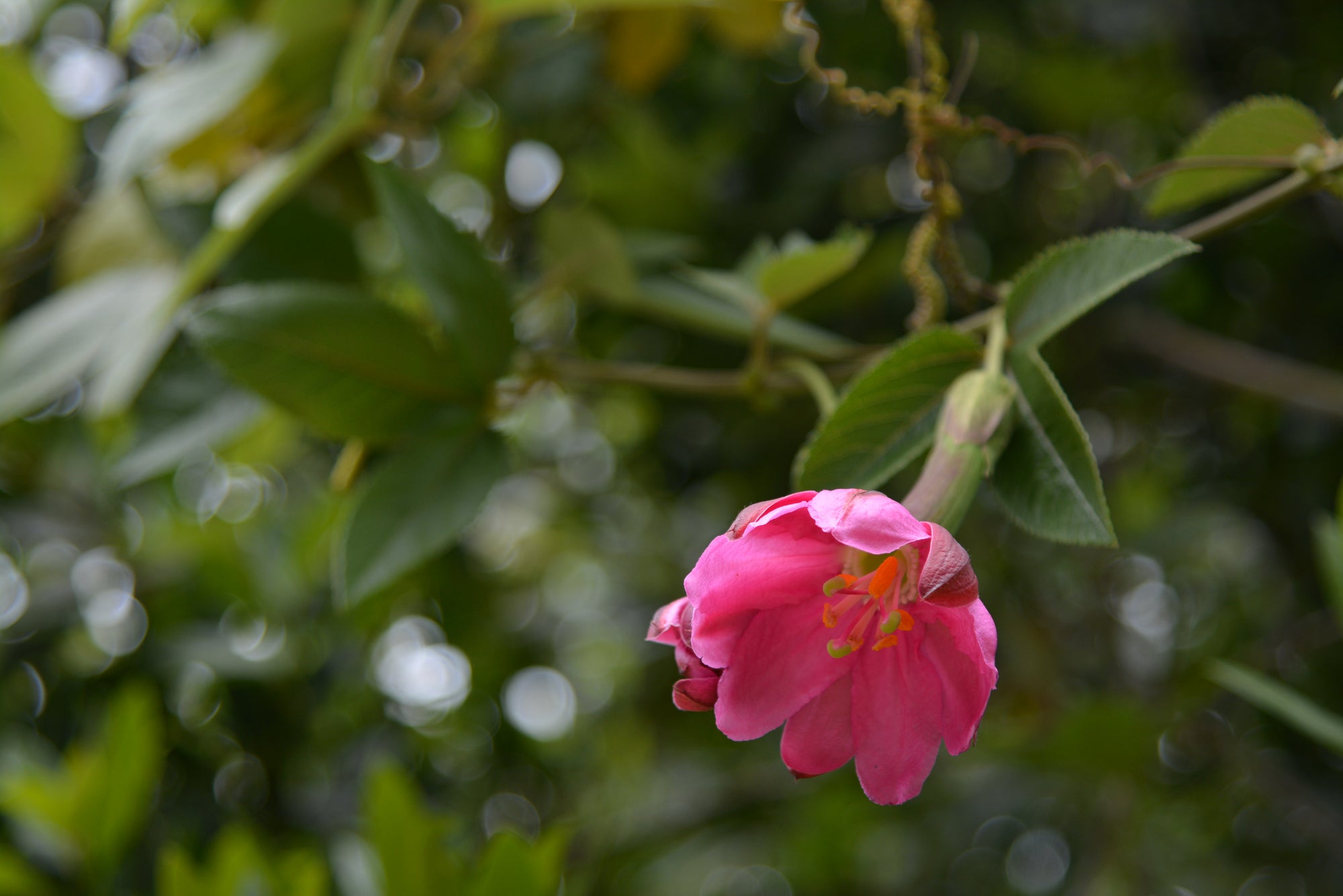 Passiflora tripartita var. mollissima 4" pot