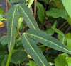 Passiflora tuberosa 4" pot