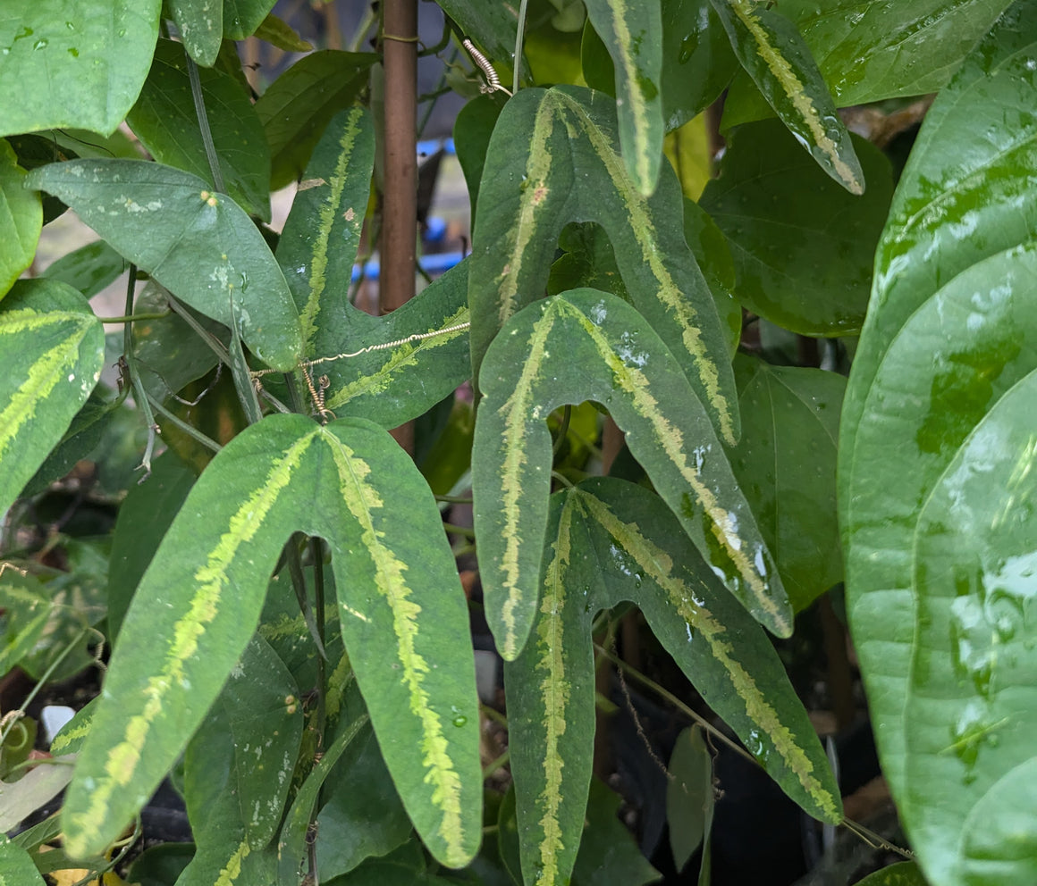 Passiflora tuberosa 4" pot