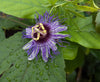 Passiflora 'Colvillii' 4" pot