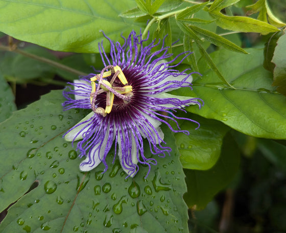 Passiflora 'Colvillii' 4" pot