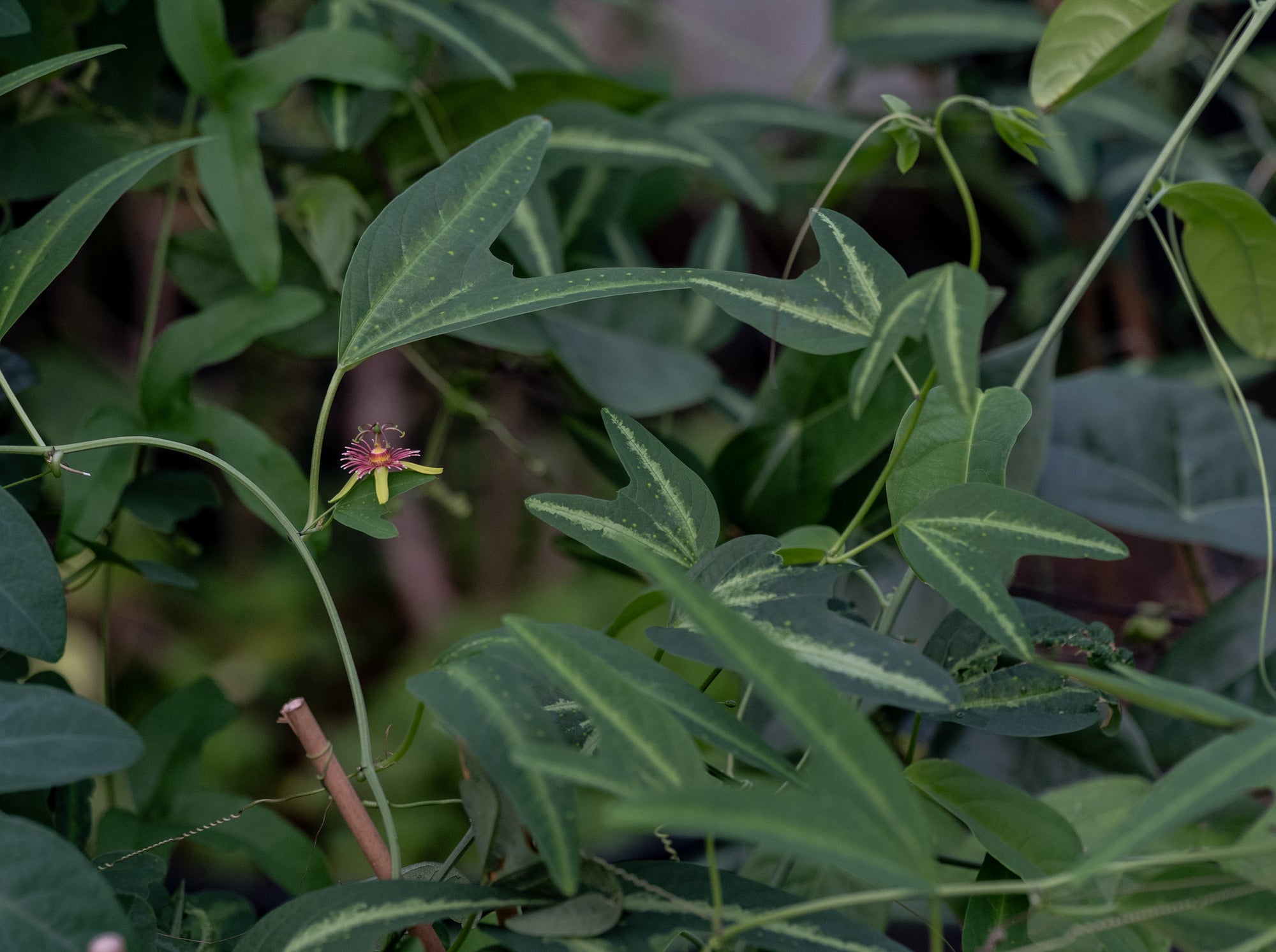 Passiflora jorullensis 4" pot