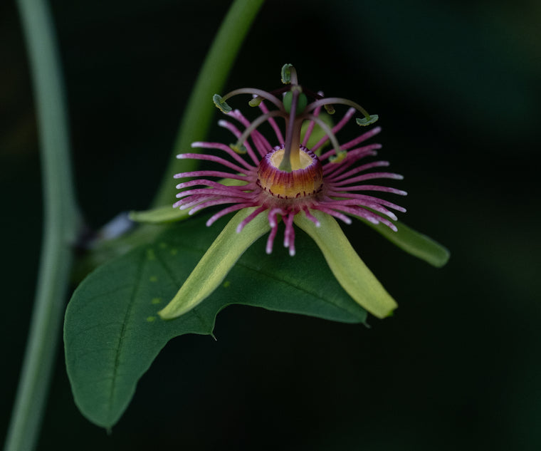 Passiflora jorullensis 4" pot