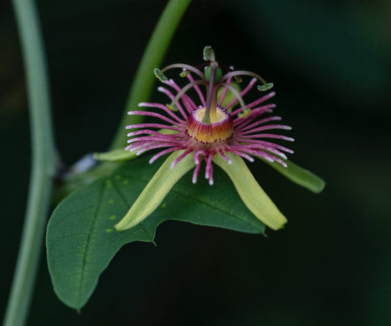 Passiflora jorullensis 4" pot