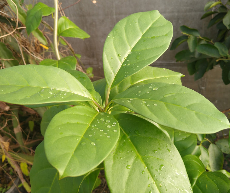 Poortmannia (Trianaea) speciosa 4" pot