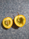 Solanum pachyandrum 4" pot