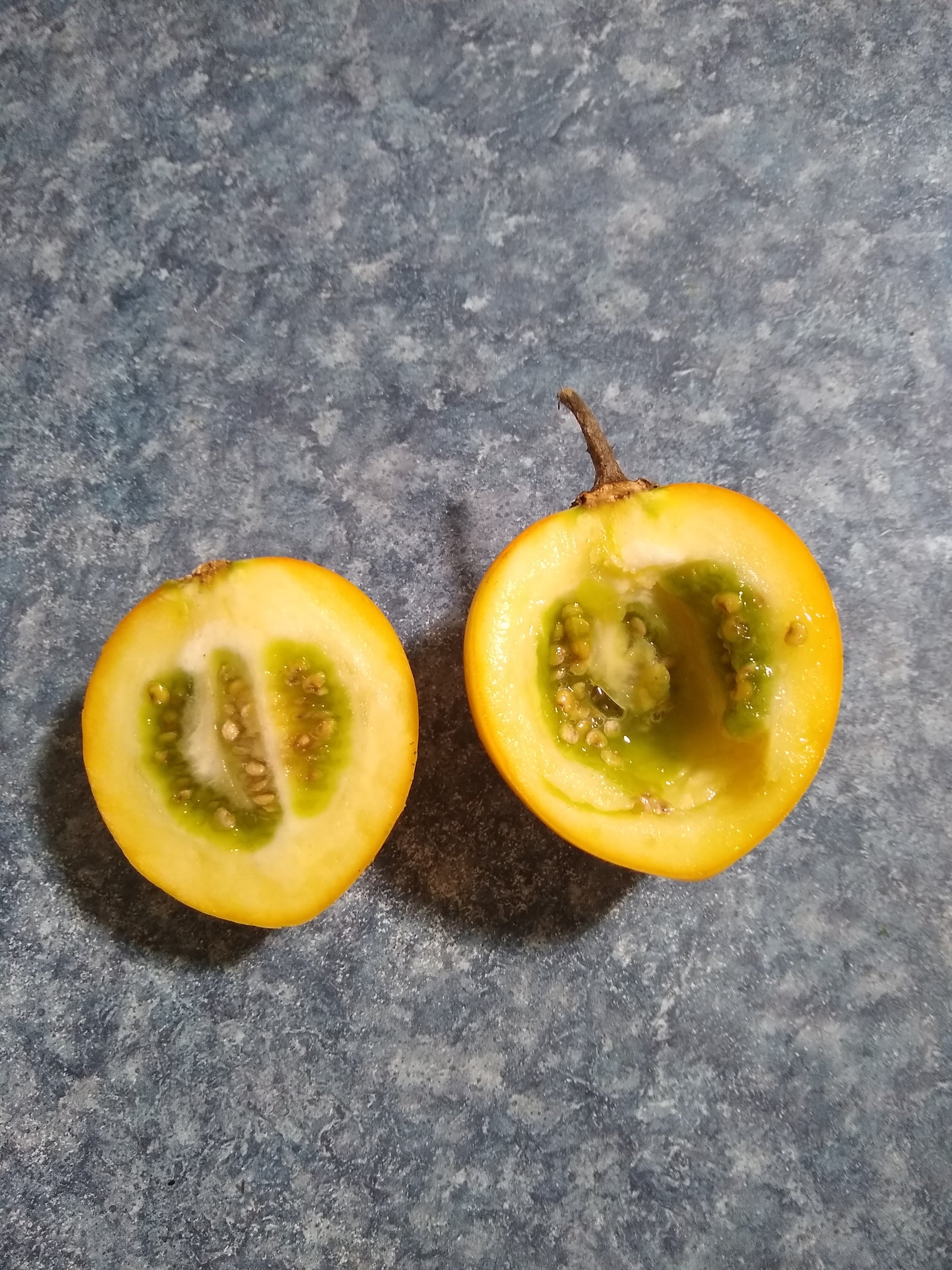 Solanum pachyandrum 4" pot