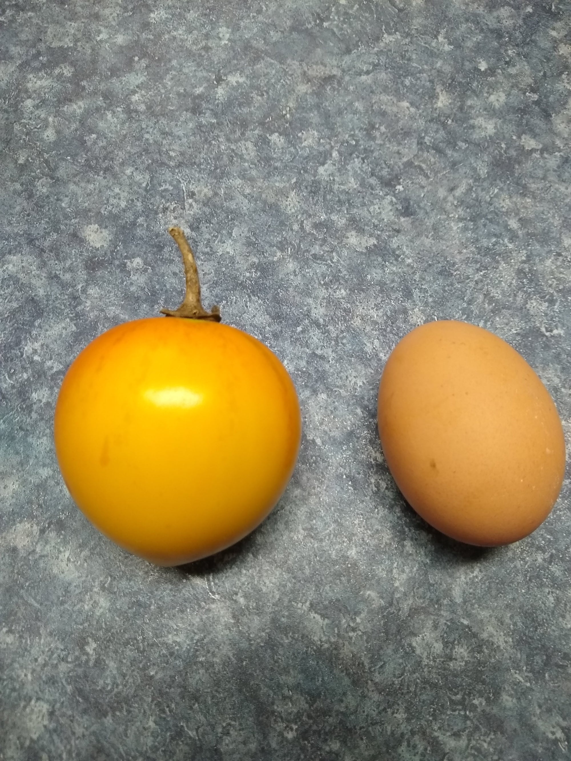 Solanum pachyandrum 4" pot