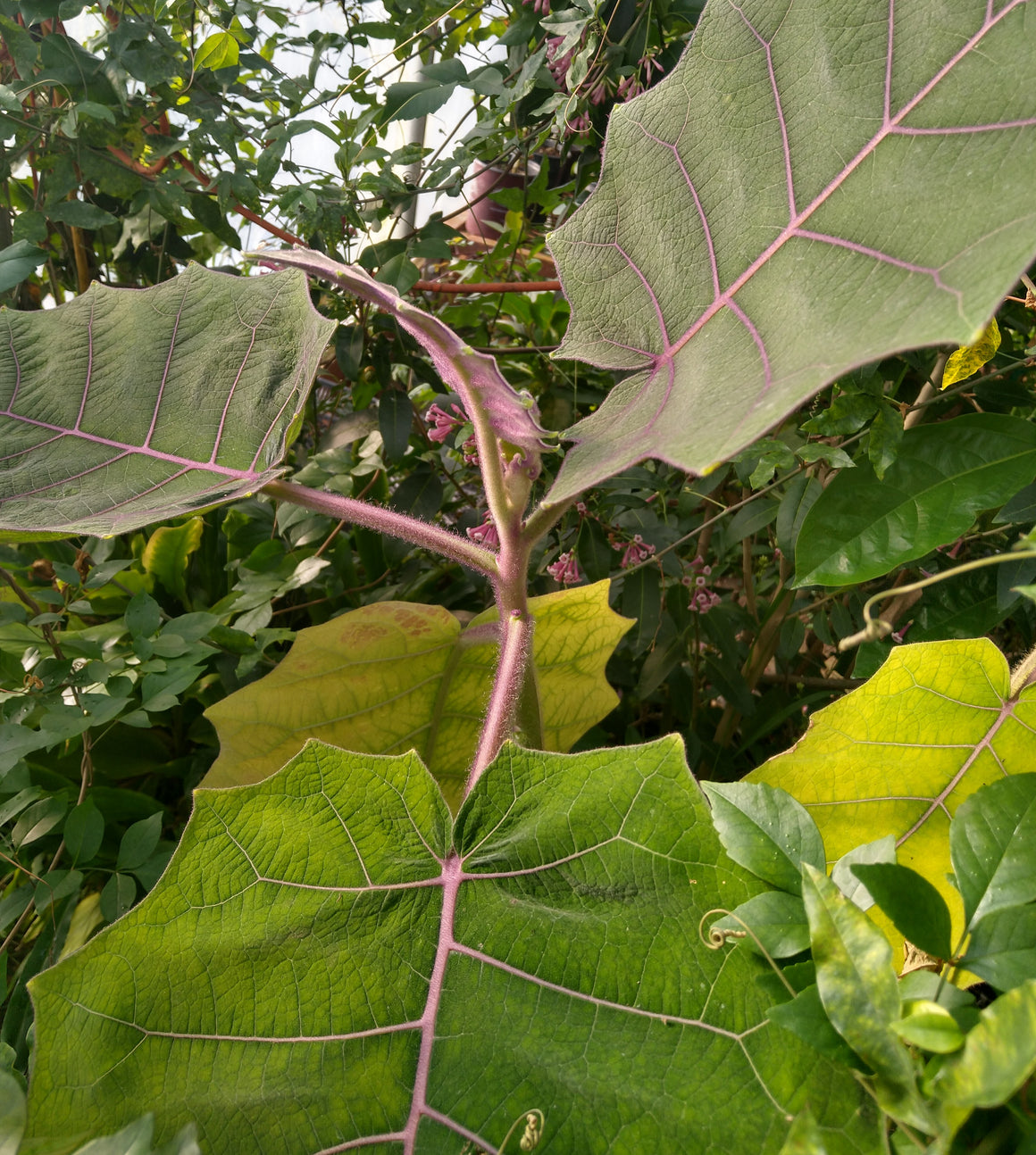 Solanum quitoense (Thornless Lulo) 4" pot