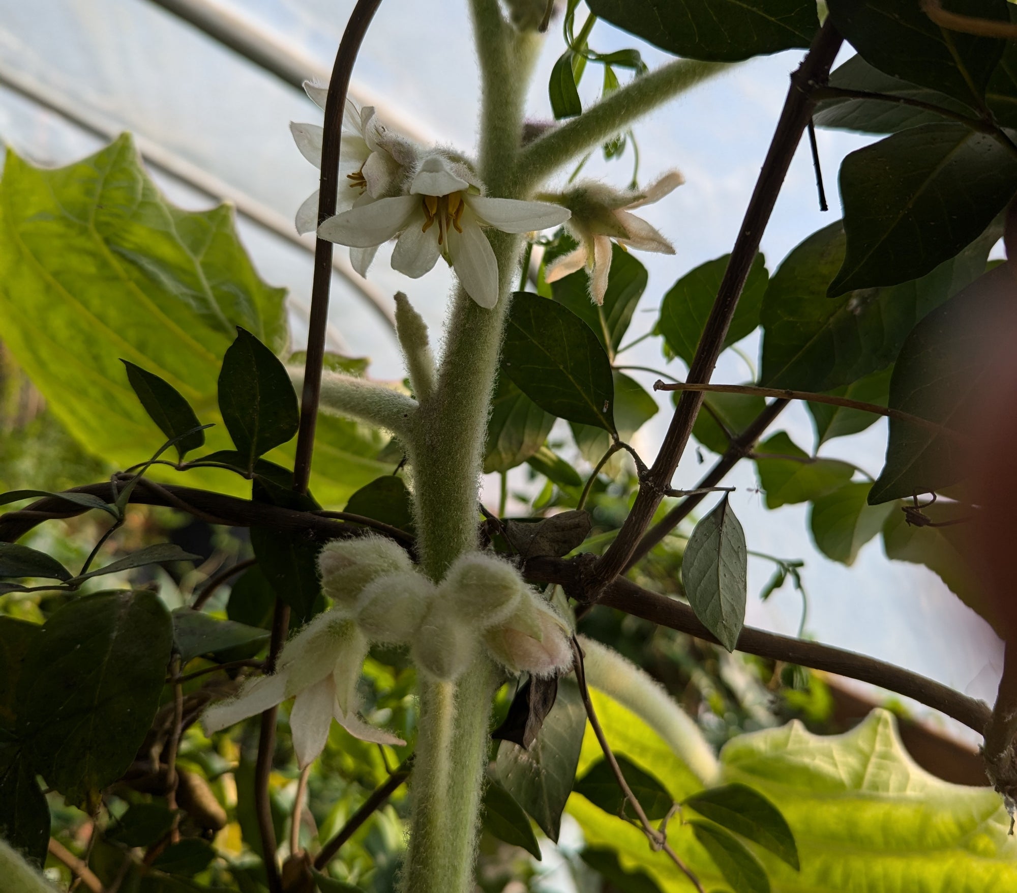 Solanum quitoense (Thornless Lulo) 4" pot