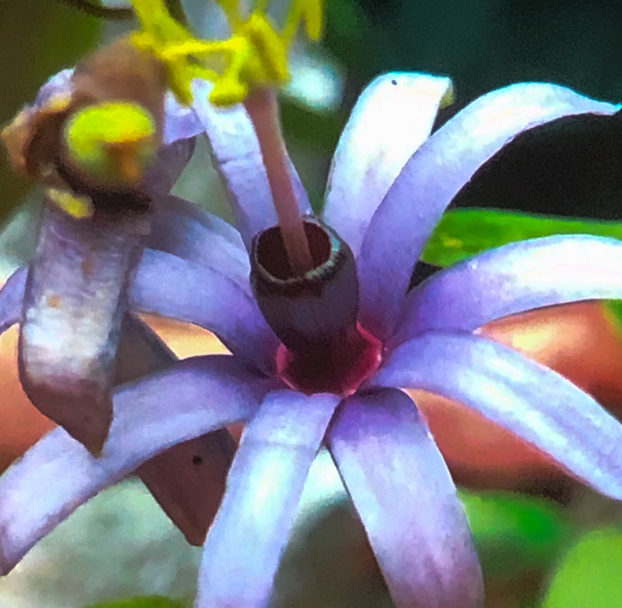 Passiflora hollrungii