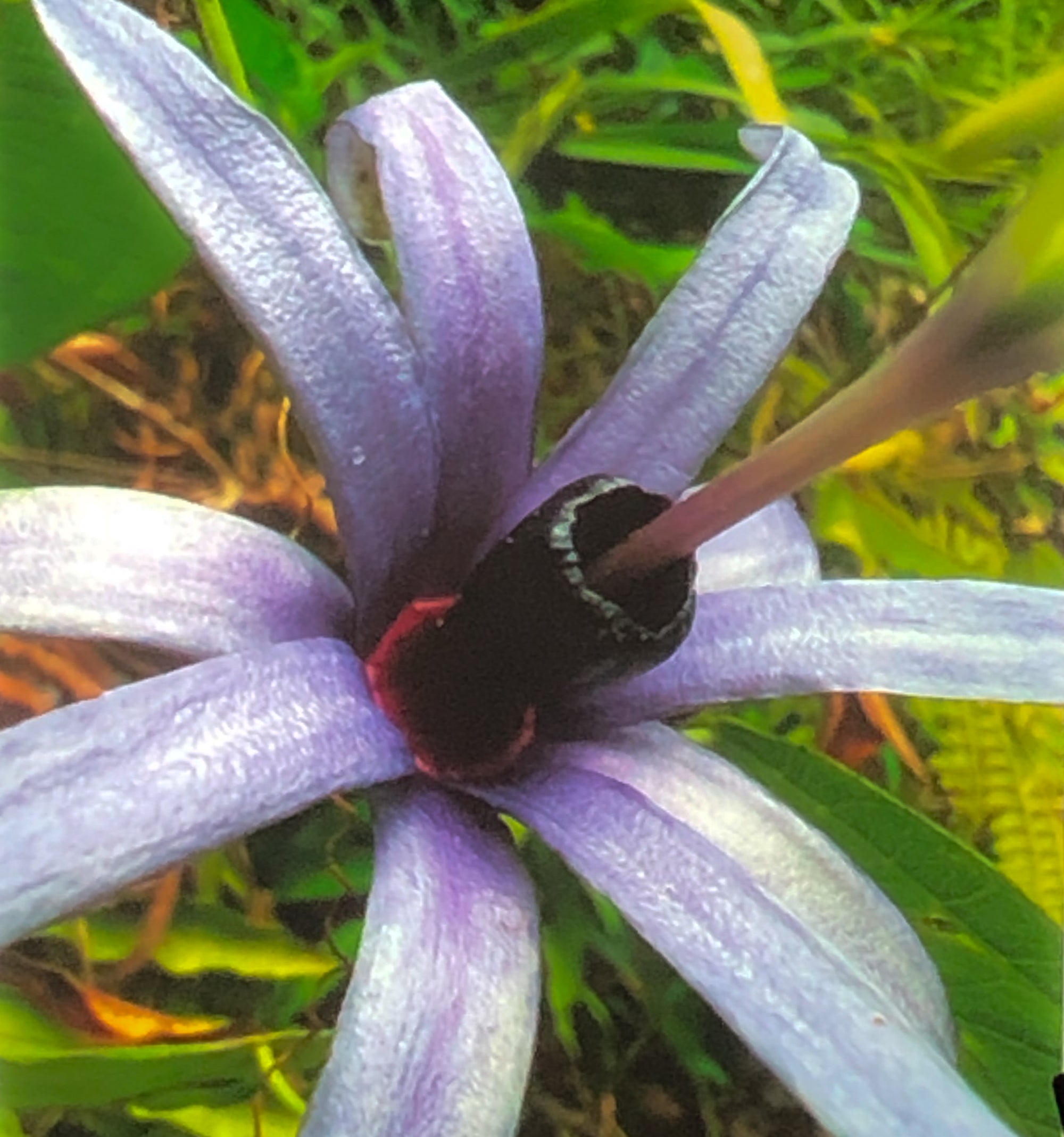 Passiflora hollrungii