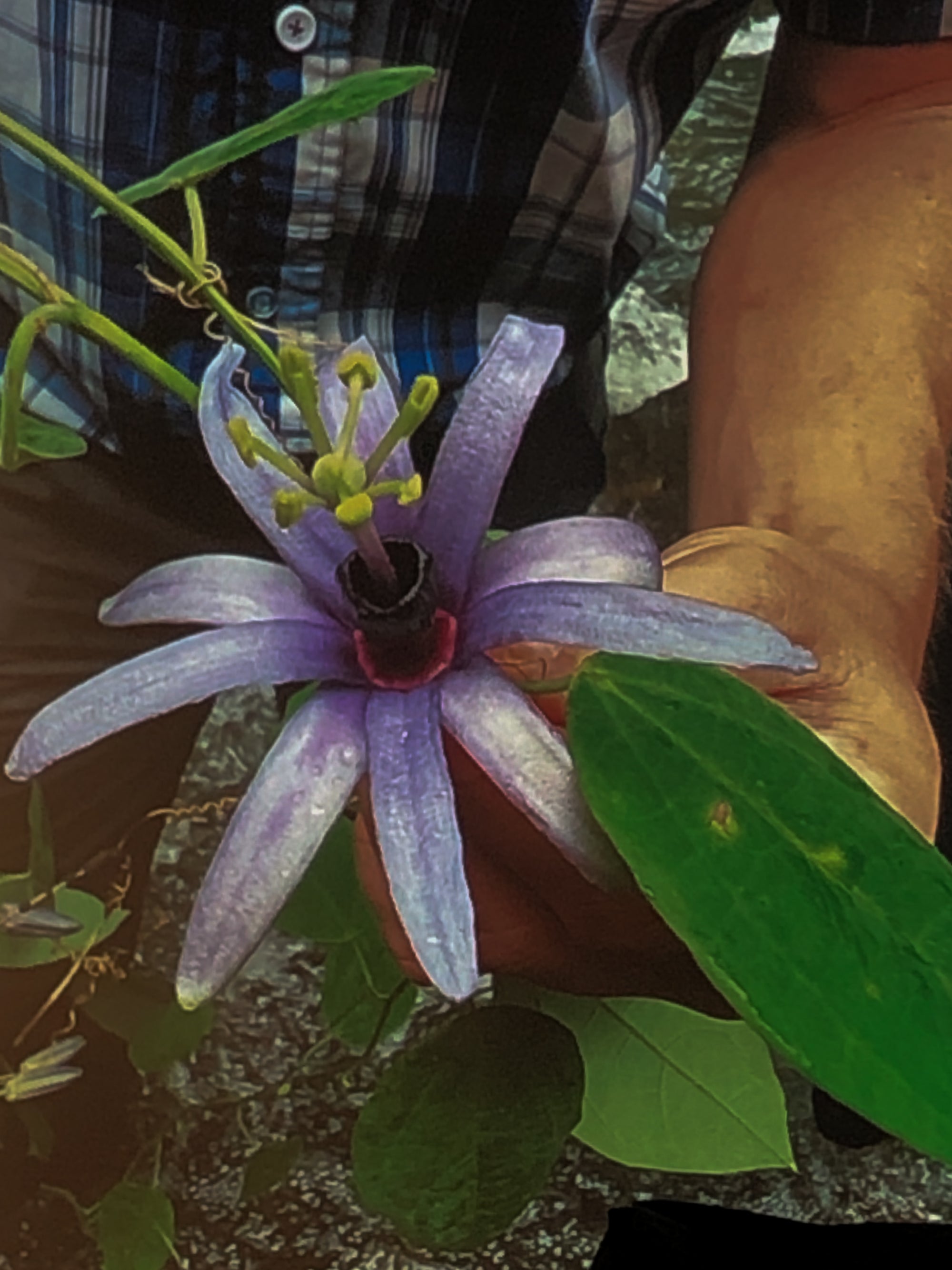 Passiflora hollrungii