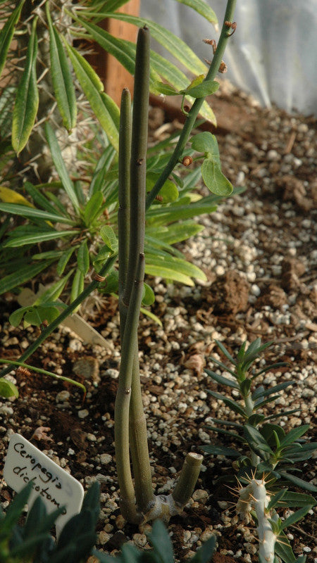 Ceropegia dichotoma 2.5" pot