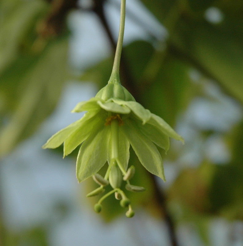 Passiflora penduliflora 4" pot