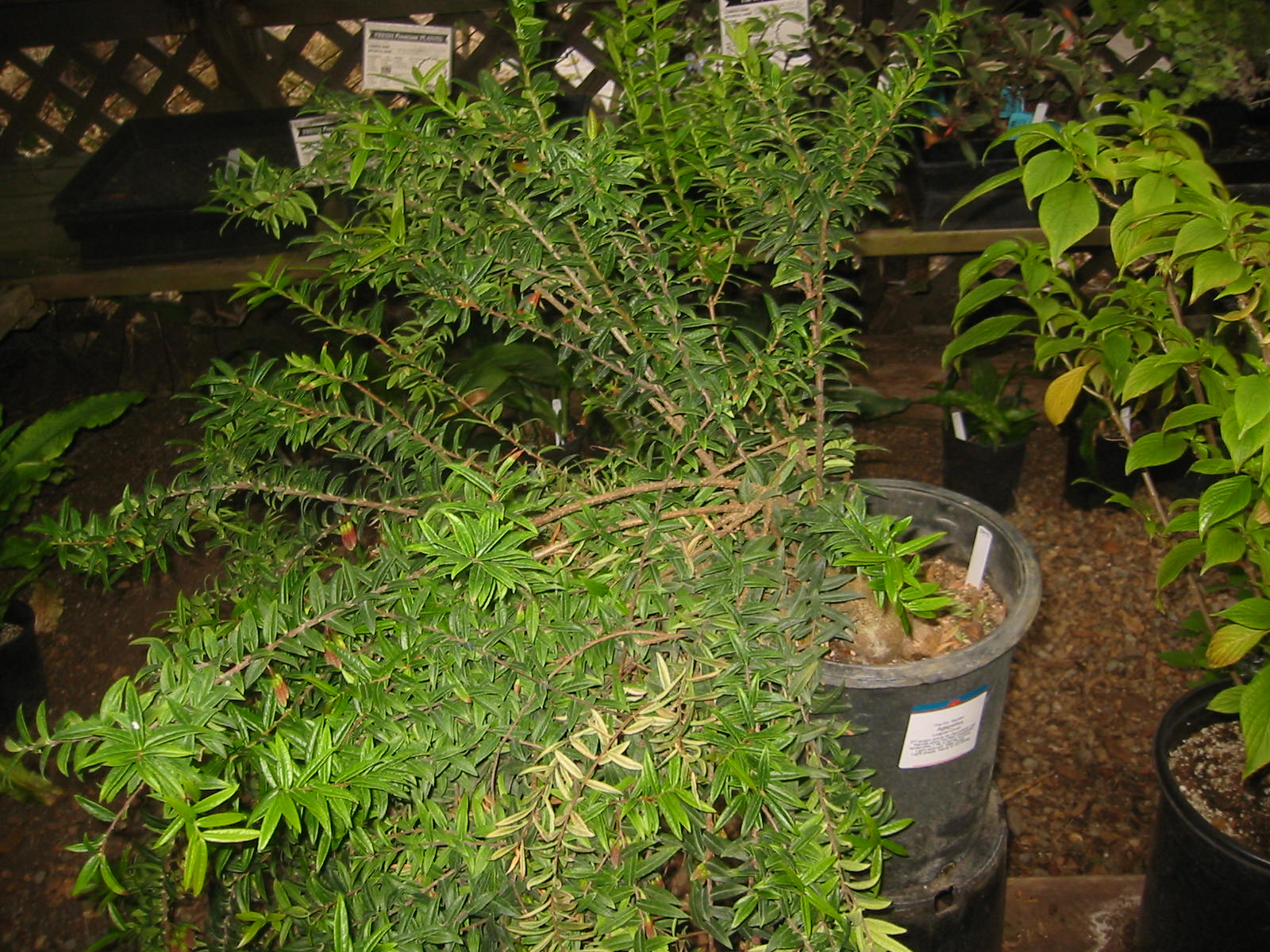 Agapetes 'Ludgvan Cross' 4" pot