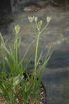 Albuca setosa bloom size bulb