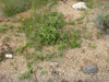 Aristolochia californica 4" pot