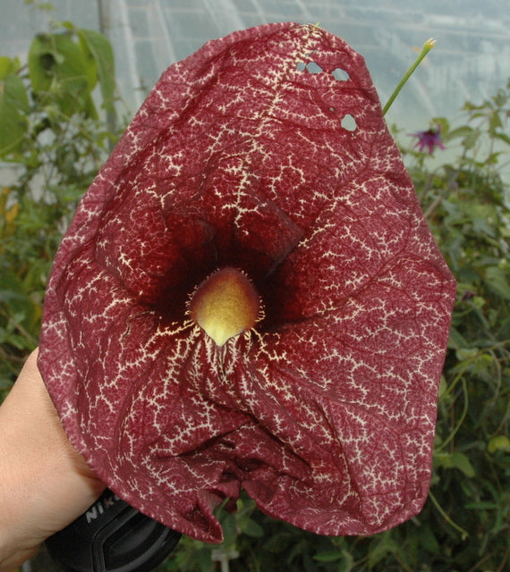 Aristolochia gigantea 4" pot