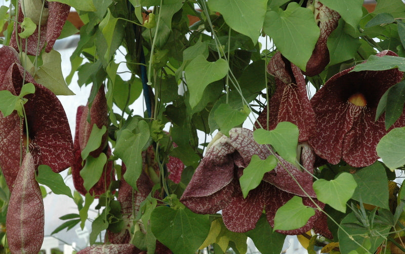 Aristolochia gigantea 4" pot
