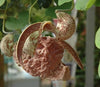 Aristolochia labiata 4" pot