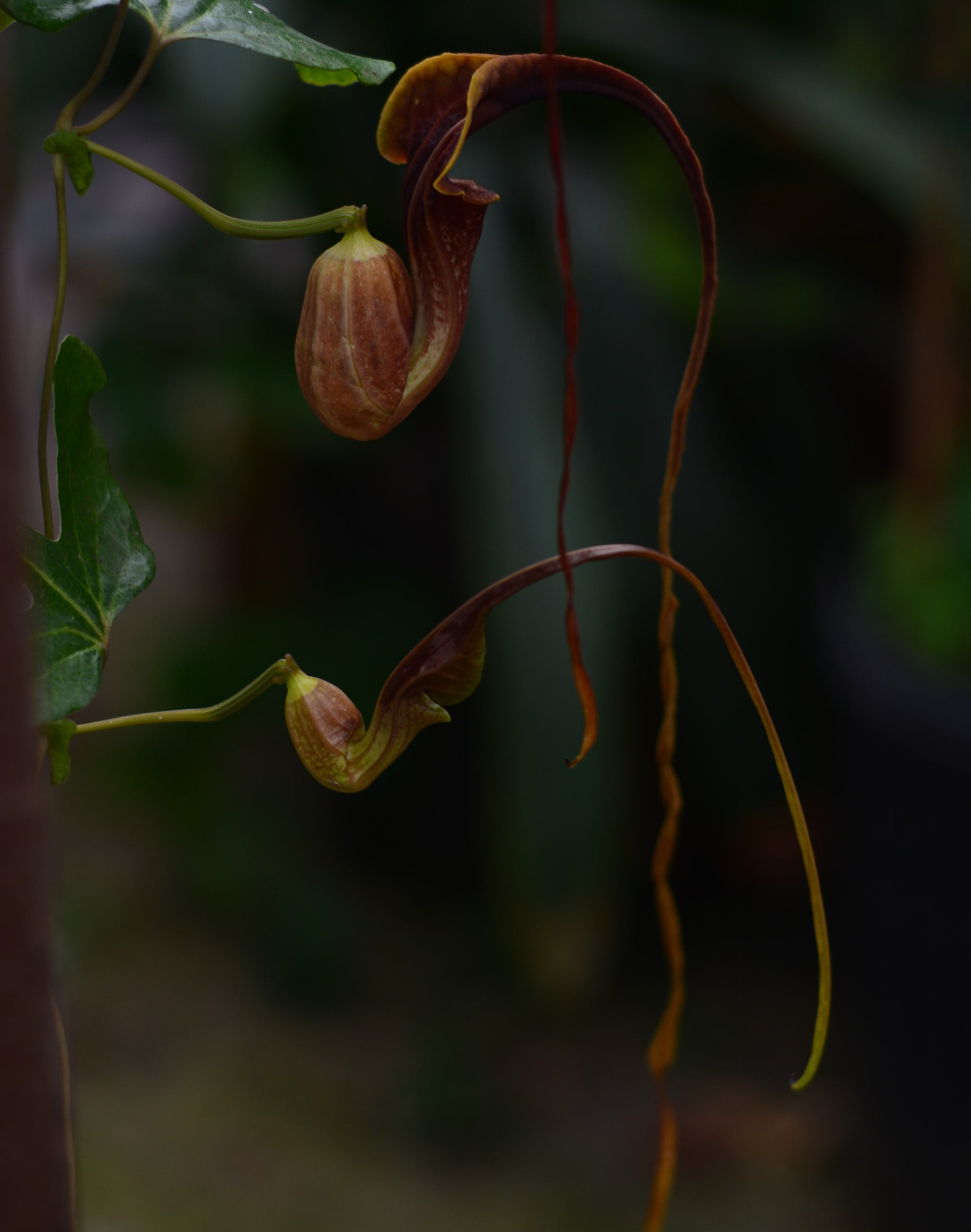 Aristolochia macroura 4" pot