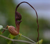 Aristolochia macroura 4" pot