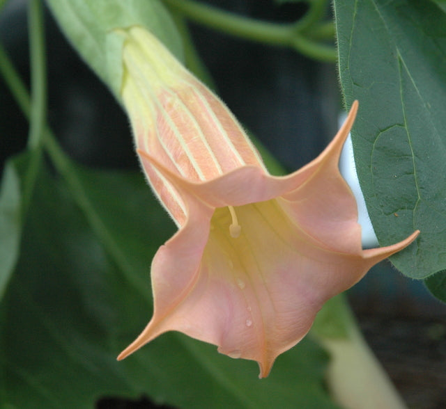 Brugmansia 'Strybing Vulsa' 4" pot