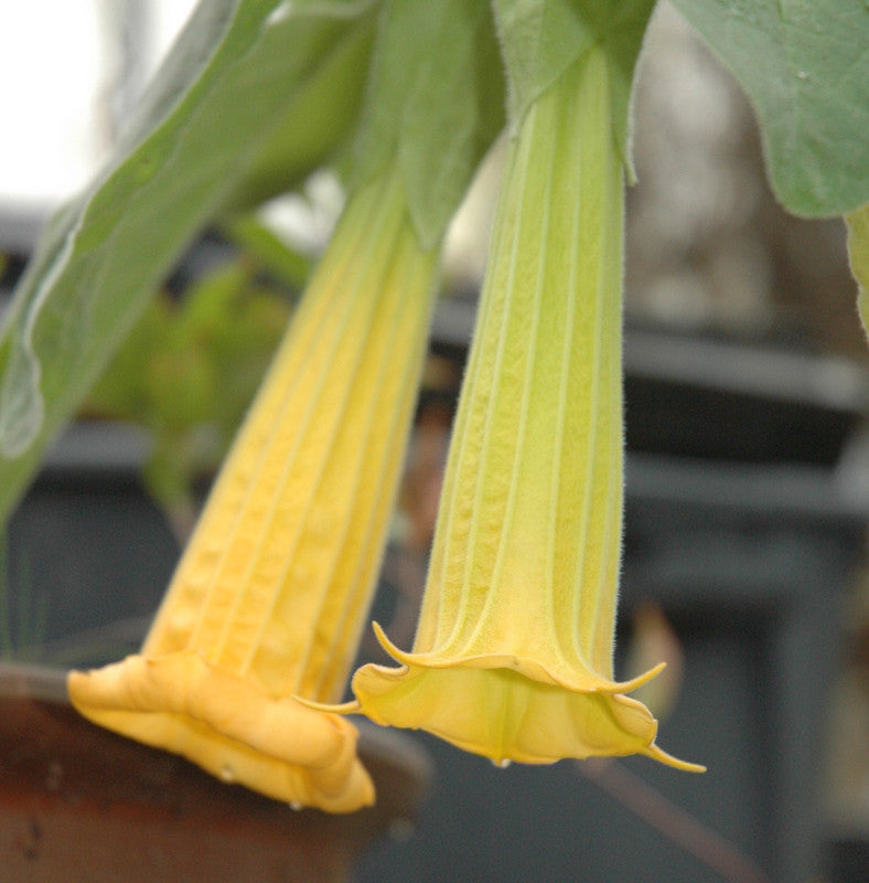 Brugmansia sanguinea 'Inca Princess' 4" pot