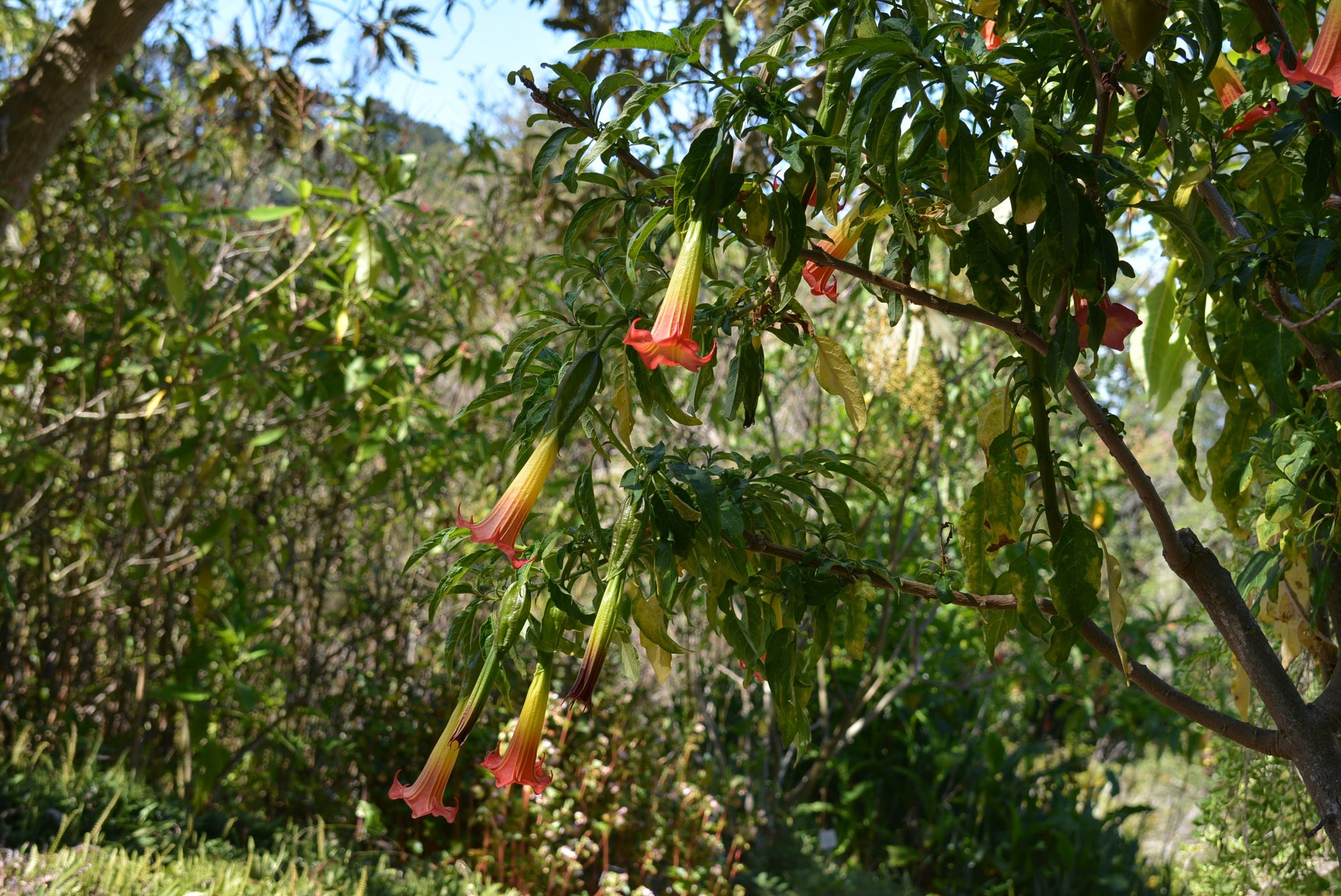 Brugmansia sanguinea 4" pot