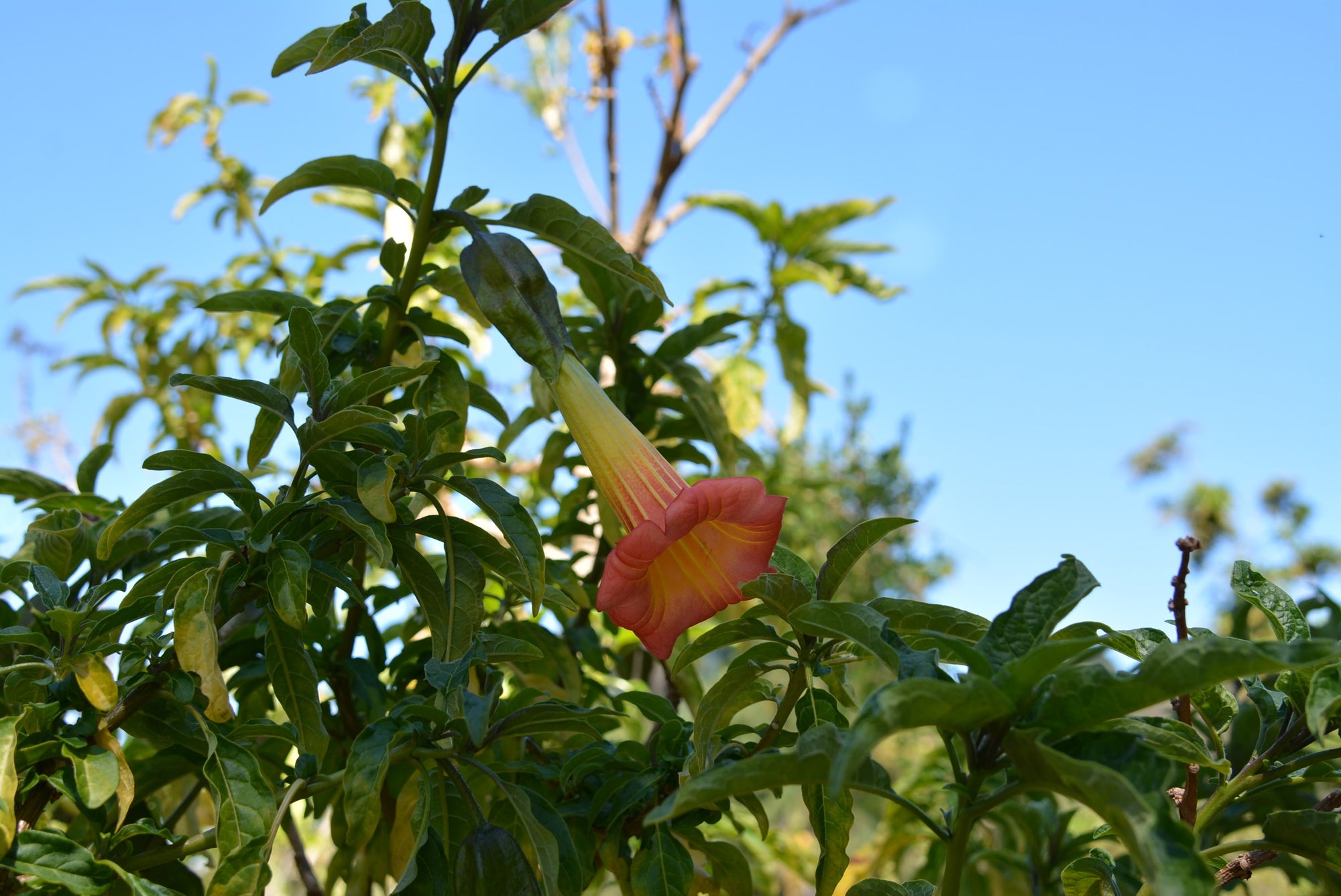 Brugmansia sanguinea 4" pot