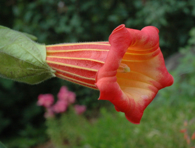 Brugmansia sanguinea 4" pot