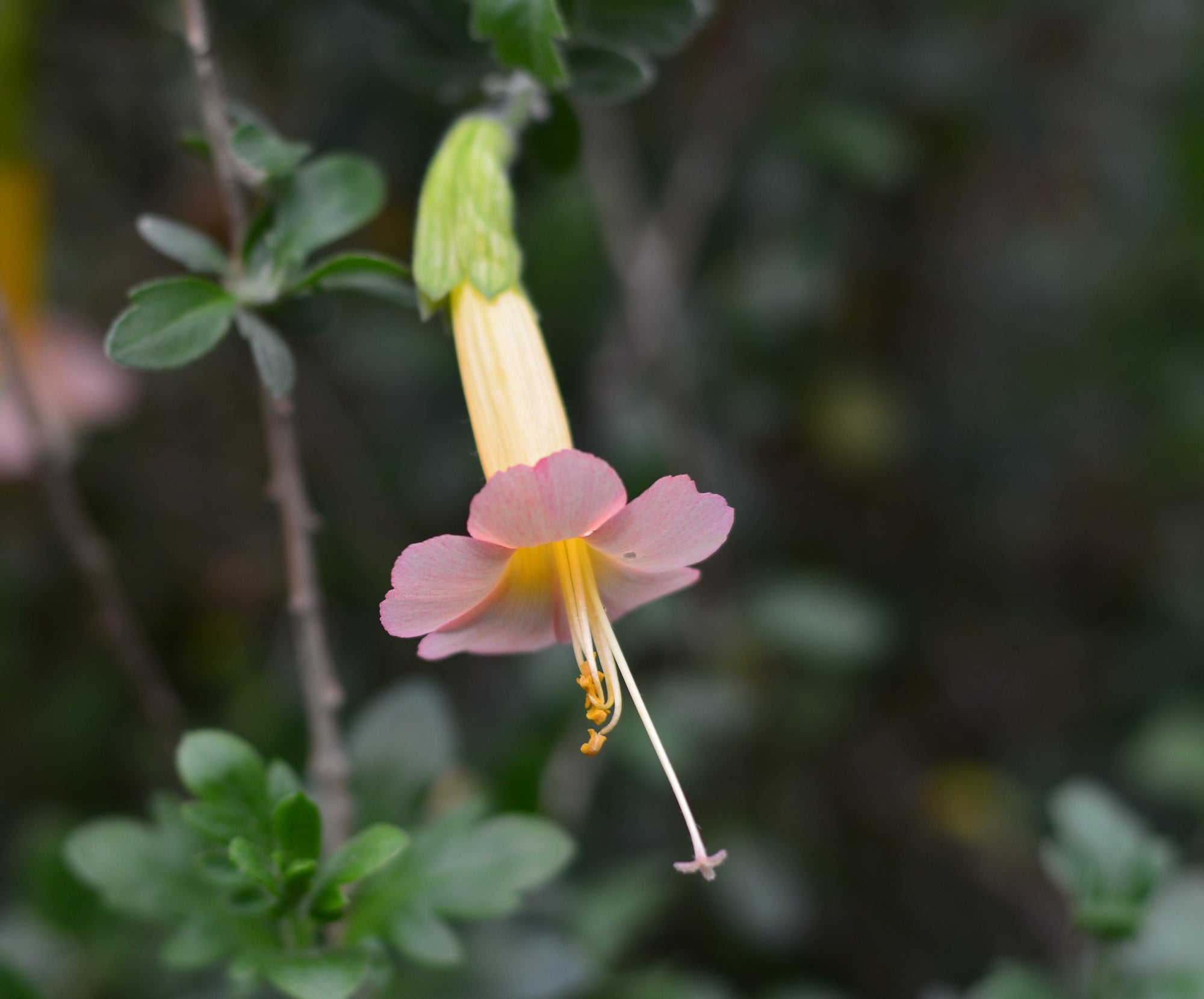 Cantua buxifolia 'Golden Inca' 4" pot