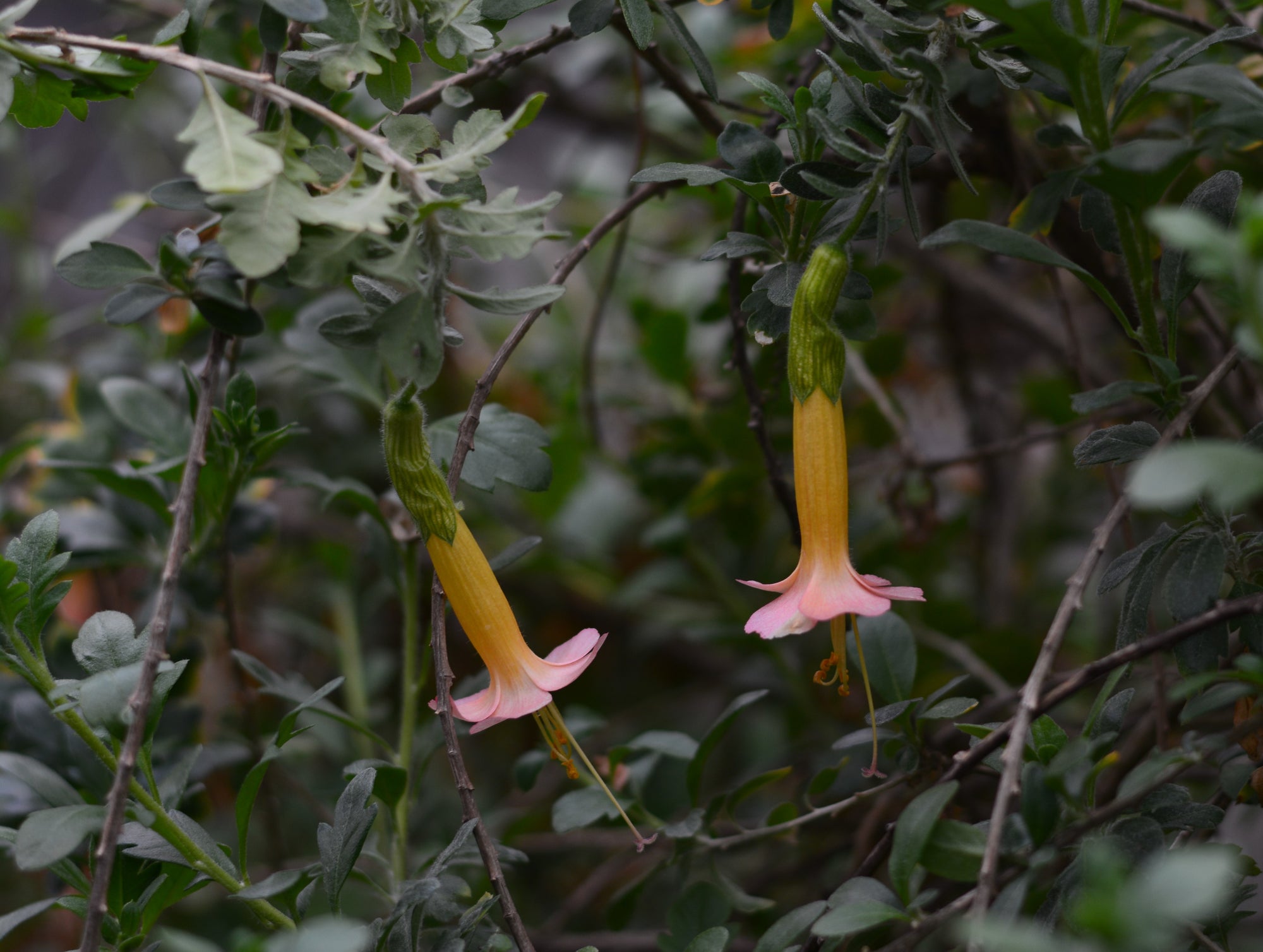 Cantua buxifolia 'Golden Inca' 4" pot